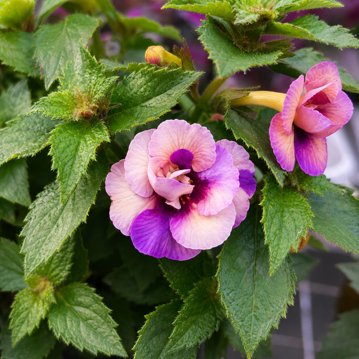 Achimenes ‘Yellow Fantasy’ - achimenes galben-crem cu inflorire abundenta