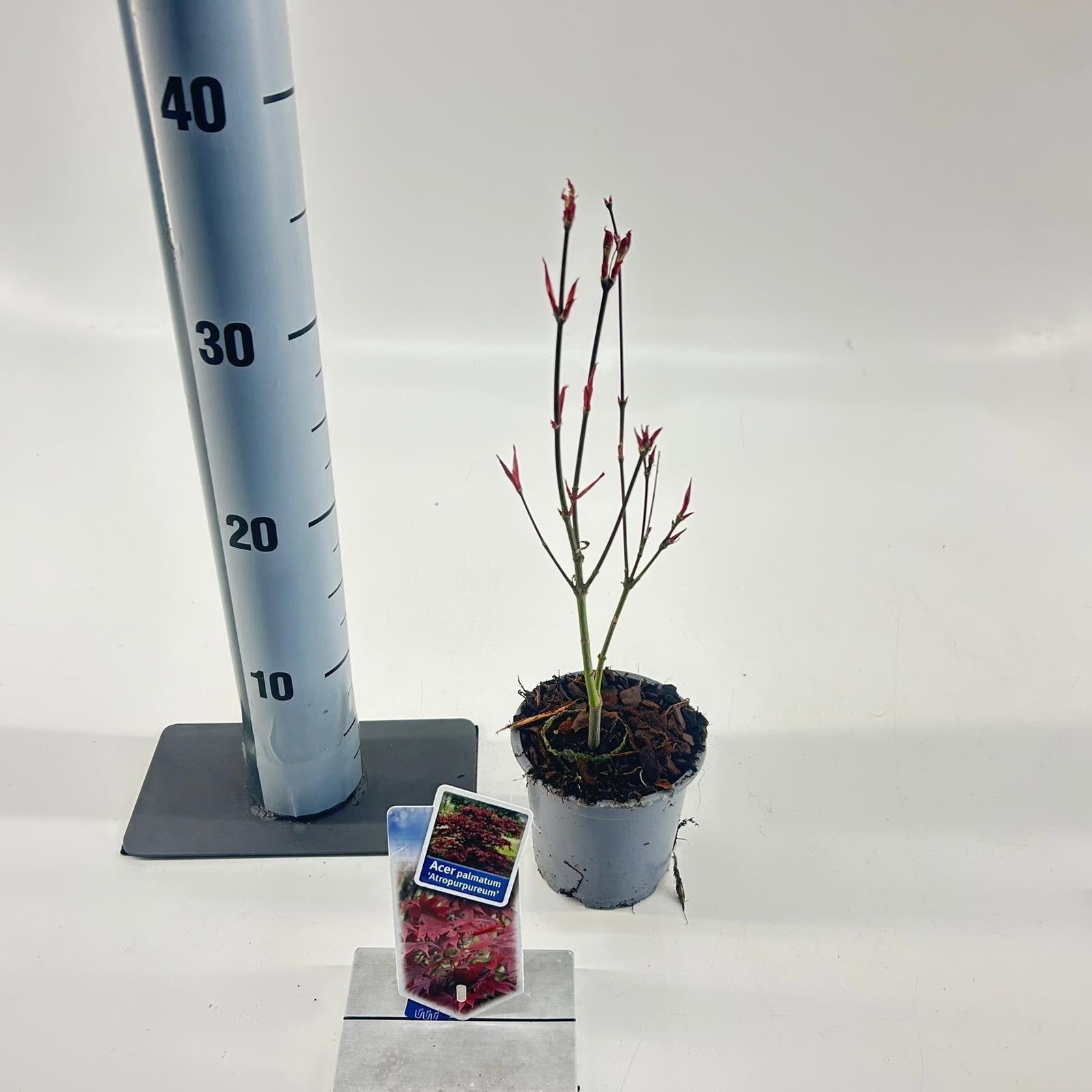 Acer palmatum 'Atropurpureum' (Artar japonez rosu)