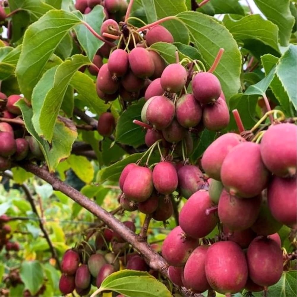 Kiwi - Actinidia arguta 'Ken's Red' (Rode Kiwi) D9 – Secret Garden