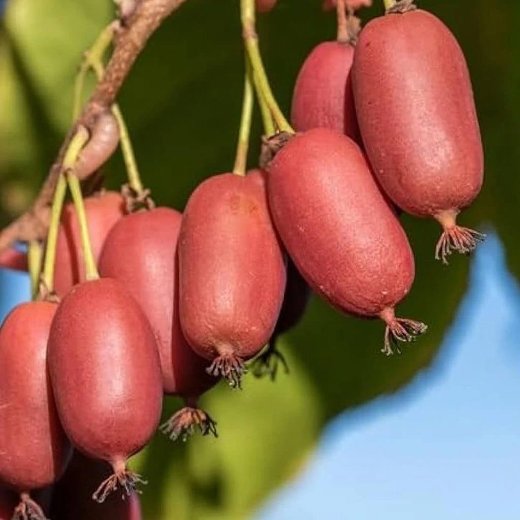 Actinidia arguta 'Red Jumbo'