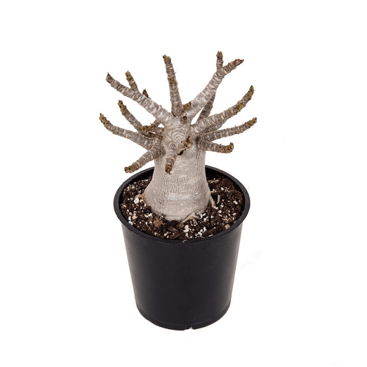 Adenium arabicum 'Baobab'