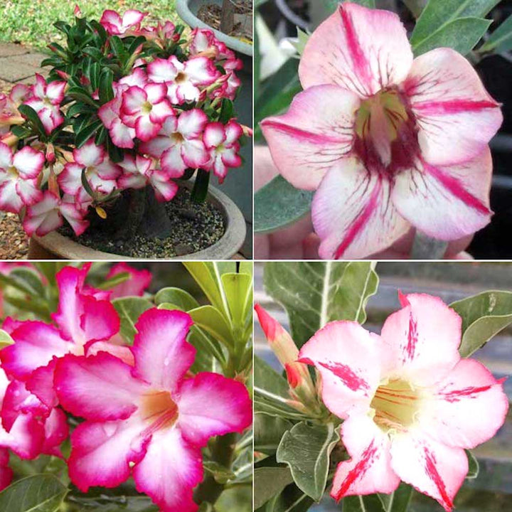 Adenium obesum mix