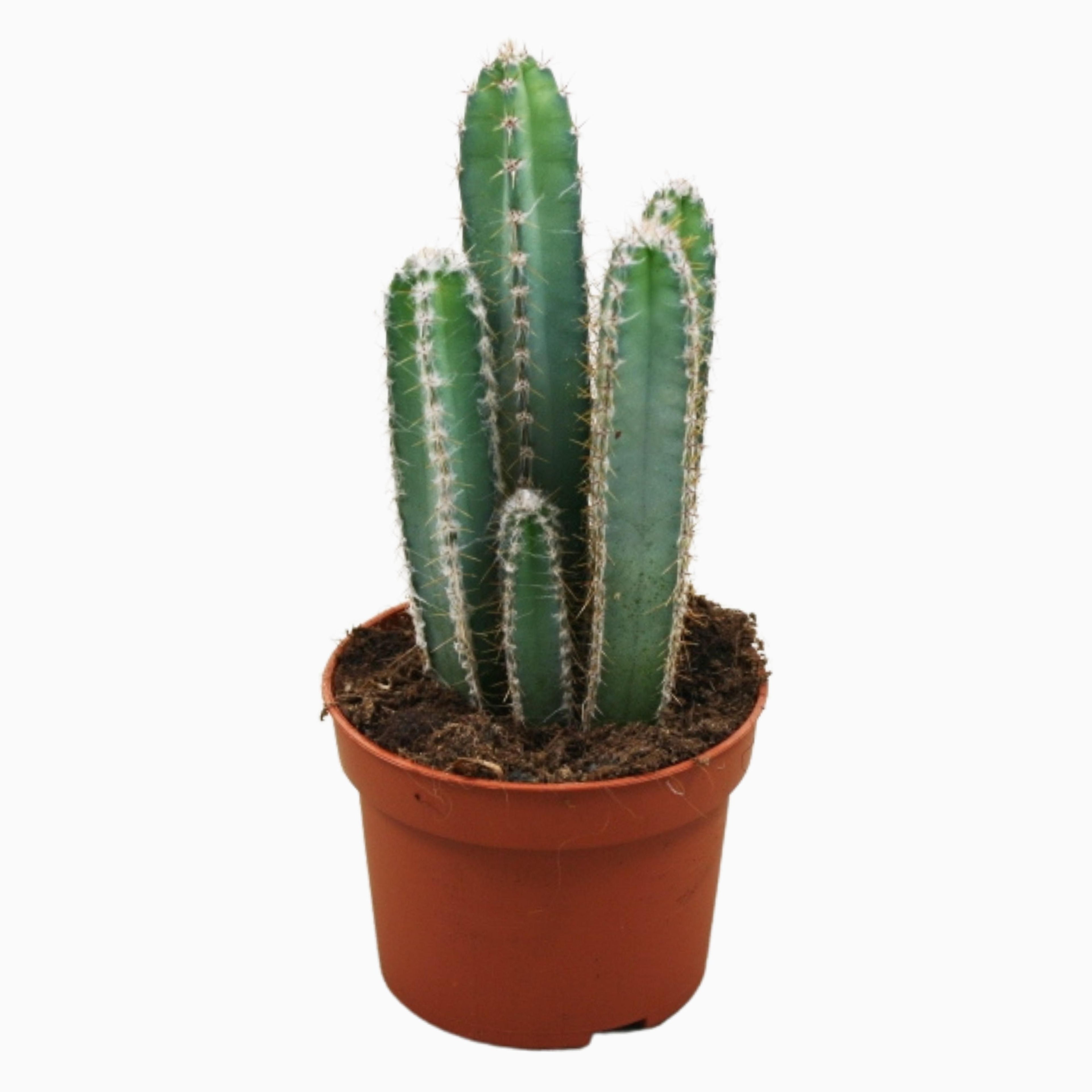 Cereus forbesii – cactus columnar decorativ, cu tulpini verzi-albastrui si flori spectaculoase
