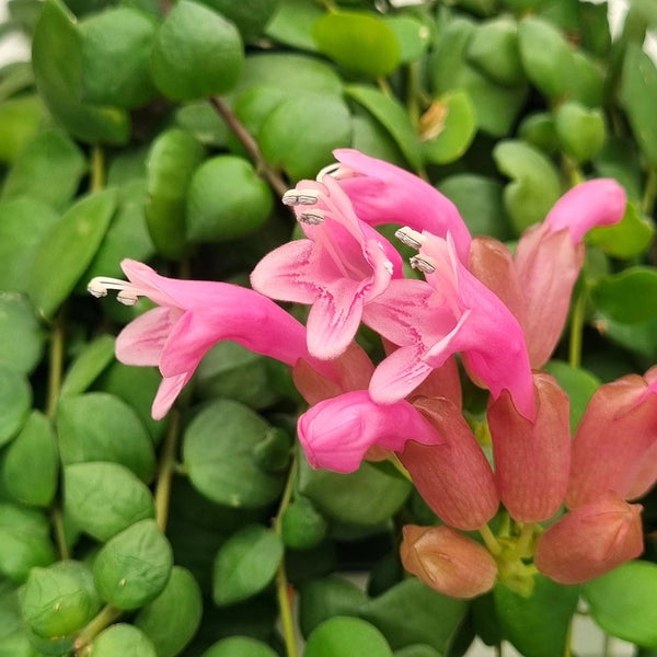 Aeschynanthus 'Pink Polka' (Lipstick plant) 2-3 plants/pot