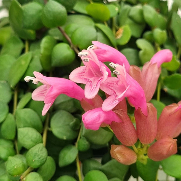 Aeschynanthus 'Pink Polka' (Lipstick plant, Planta Ruj) exemplare XL