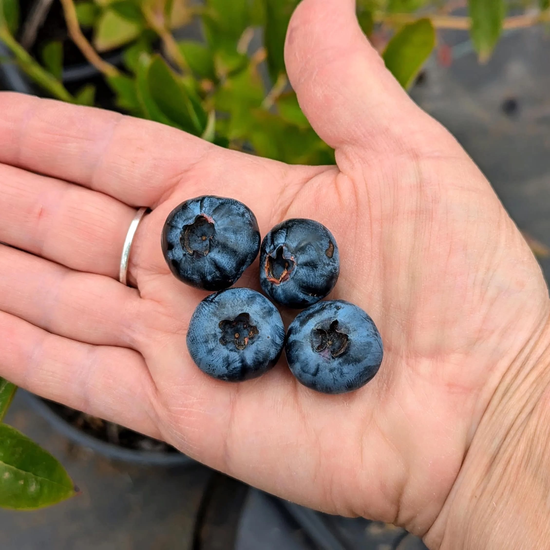 Vaccinium corymbosum 'Chandler'