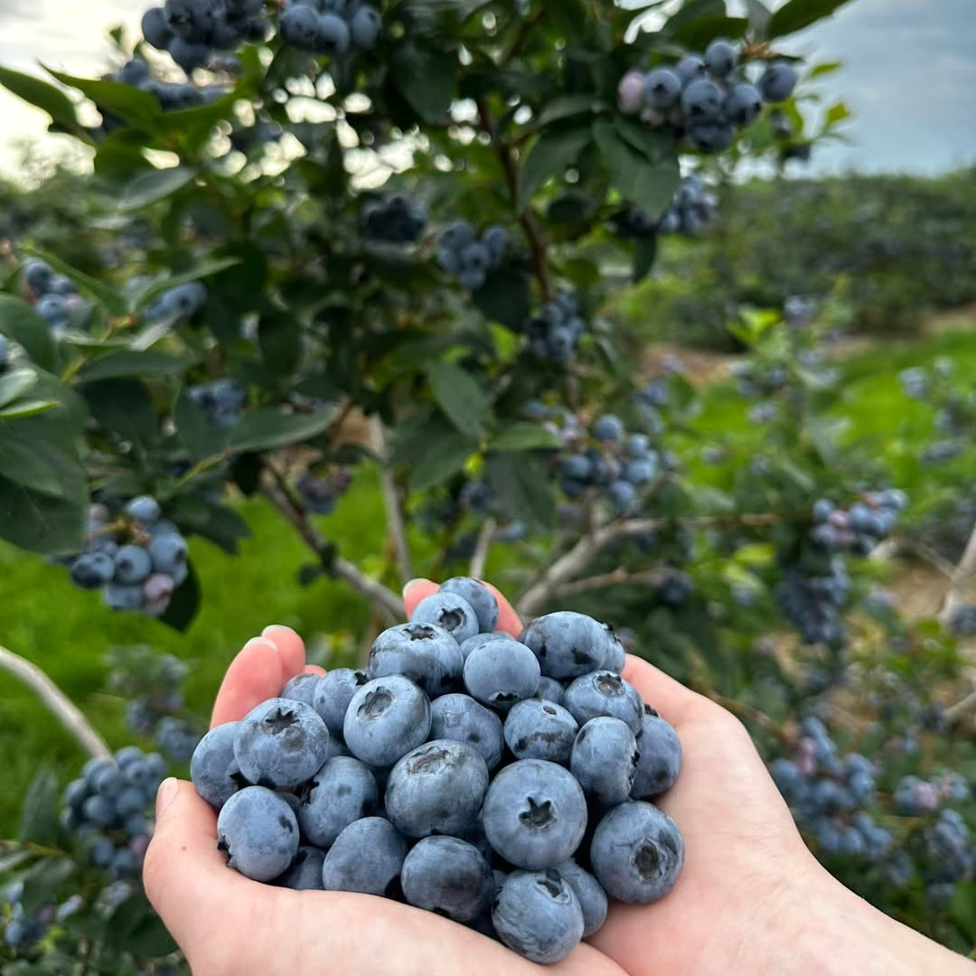 Afin cu fructe mari si dulci - Vaccinium corymbosum 'Toro'
