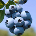 Vaccinium corymbosum 'Chandler'