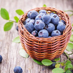 Afin timpuriu pe rod - Vaccinium corymbosum 'Spartan'