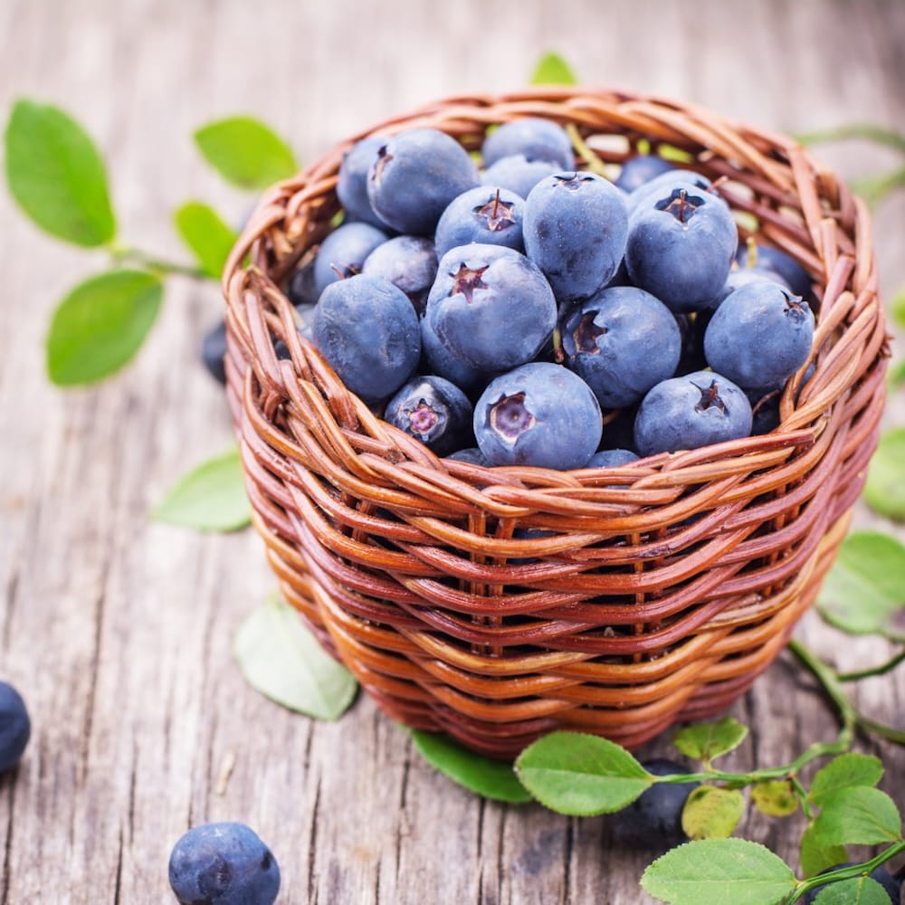 Afin timpuriu pe rod - Vaccinium corymbosum 'Spartan'