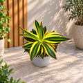 Agave lophantha 'Quadricolor' - kompakte Sukkulente mit spektakulärem, bunt geflecktem Laub