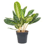 Aglaonema 'Key Lime' (Keylime) - XL példányok