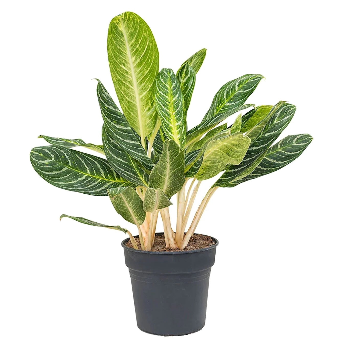Aglaonema 'Key Lime’ (Keylime) - exemplare XL