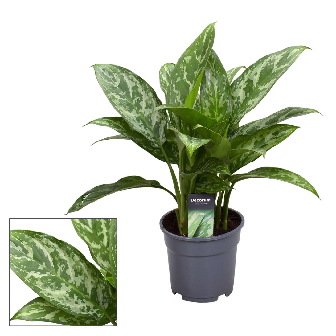 Aglaonema 'Green Lady'