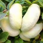 Akebia quinata f. albiflora (cream form) - Vita de ciocolata cu flori crem