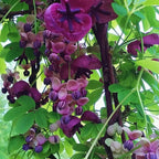 Flori de Akebia quinata - Vita de ciocolata