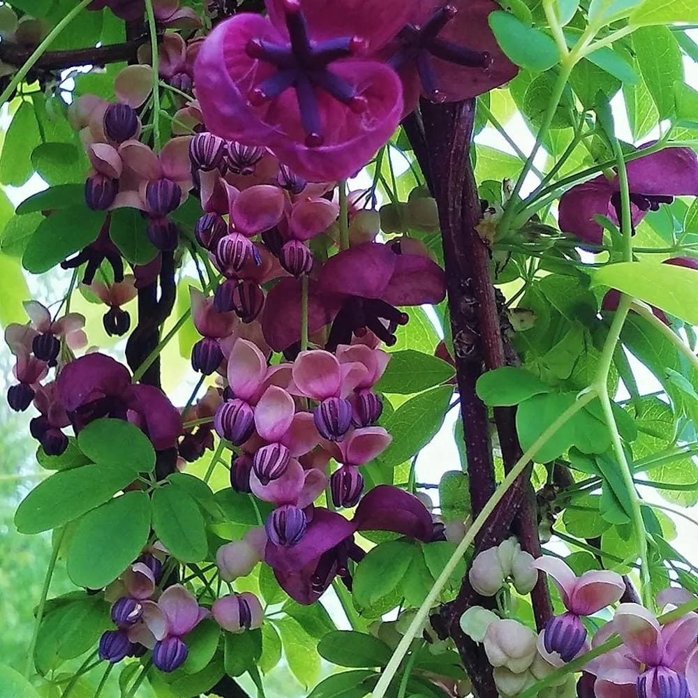 Flori de Akebia quinata - Vita de ciocolata