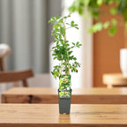 Akebia quinata f. albiflora (cream form) - Vita de ciocolata cu flori crem