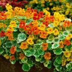 Tropaeolum majus 'Alaska Series' mix - condurul doamnei variegat
