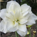 Hippeastrum ‘Alfresco’ – amaryllis cu flori albe, duble, spectaculoase