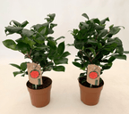 Camellia japonica 'Lady Campbell'