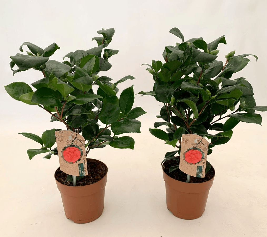 Camellia japonica 'Lady Campbell'