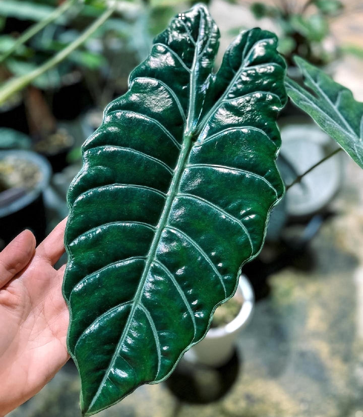 Alocasia 'Chantrieri'