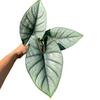 Alocasia Bisma Silver