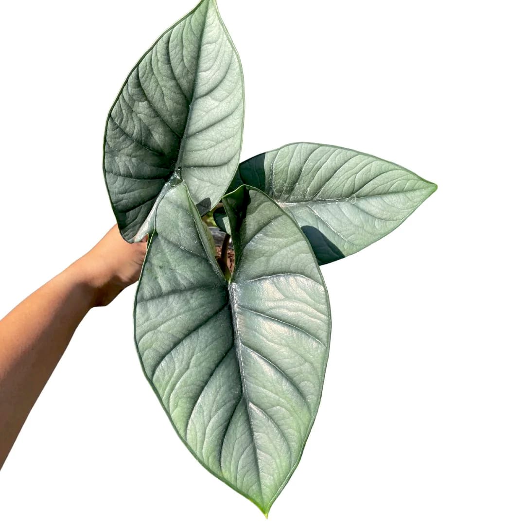 Alocasia Bisma Silver