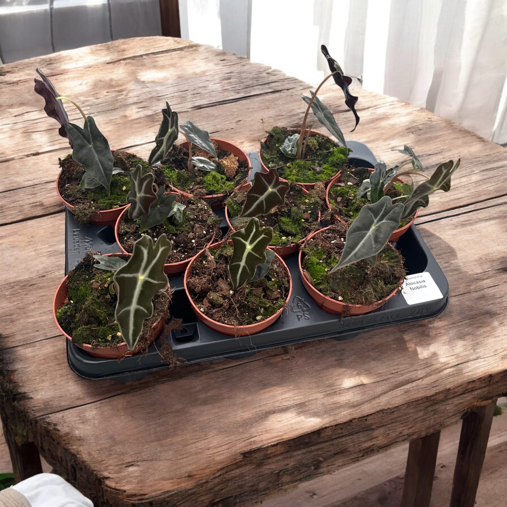 Alocasia sanderiana 'Nobilis'