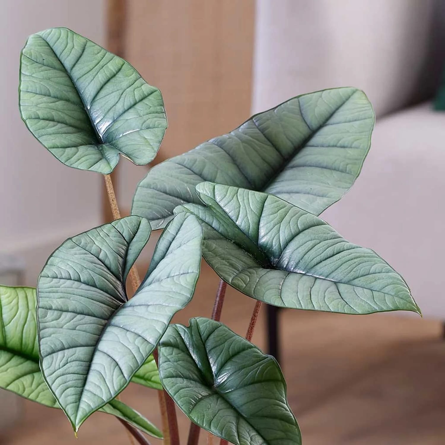 Alocasia 'Platinum' - varietate rara cu frunzis argintiu-metalizat