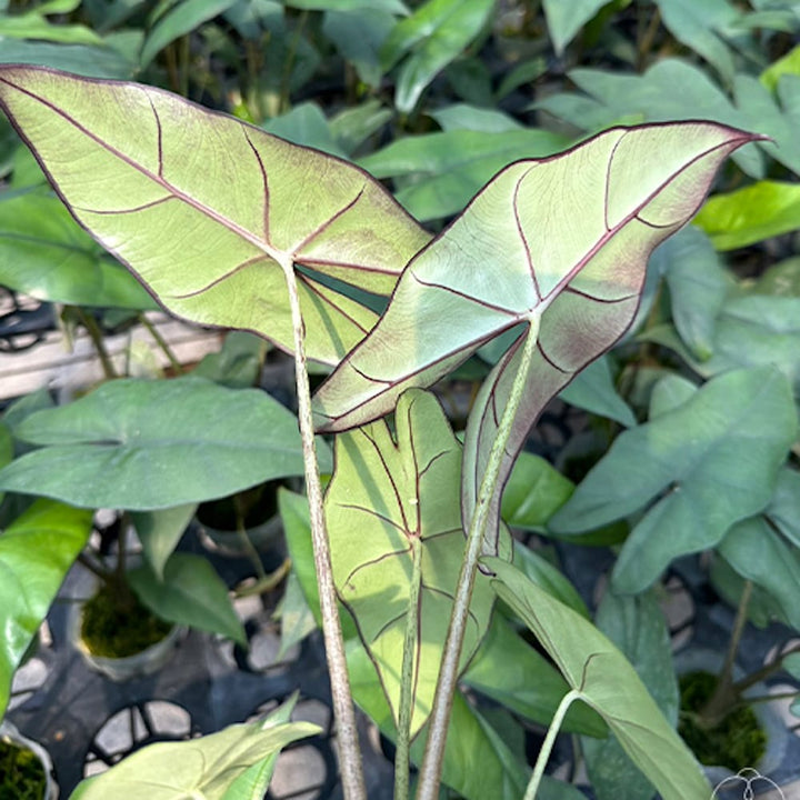 Alocasia princeps 'Purple Cloak'