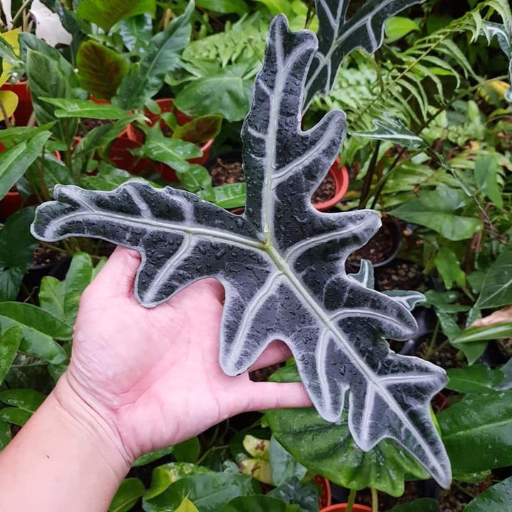 Alocasia sanderiana 'Nobilis'