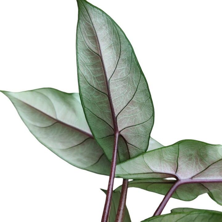 Alocasia_scalprum_back