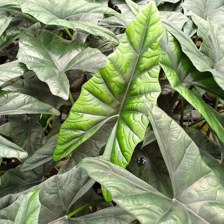 Alocasia Simpo