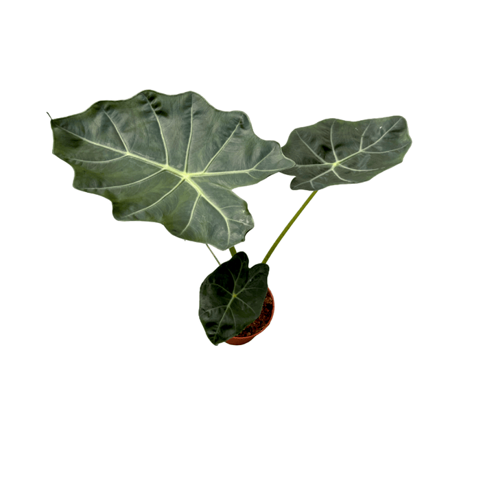 Alocasia 'Williams'