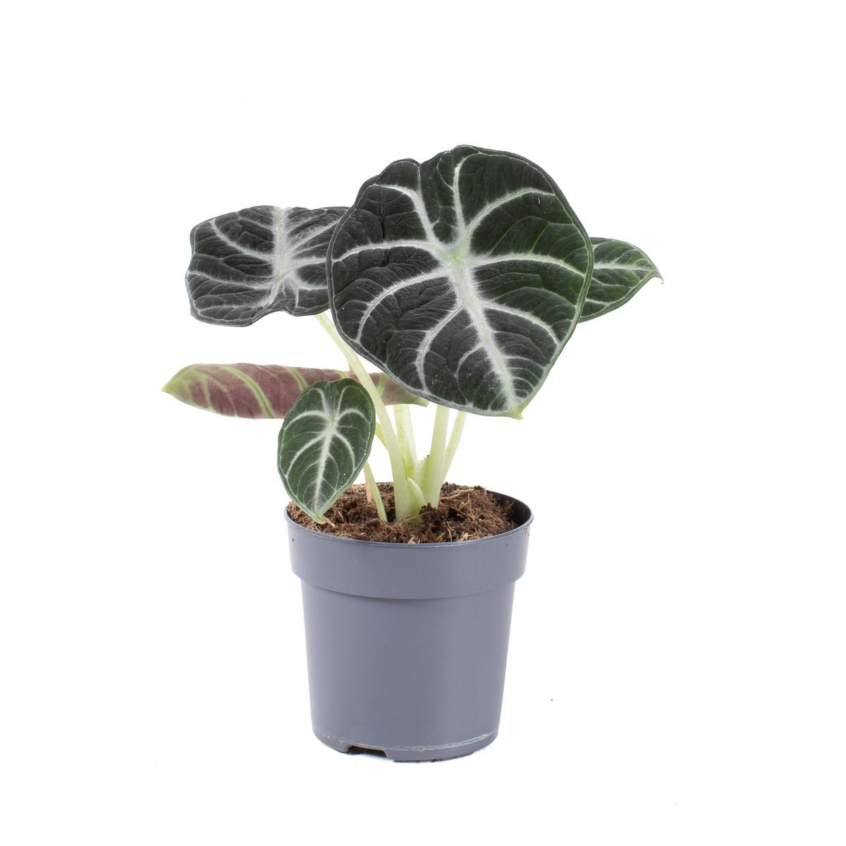Alocasia reginula 'Ninja'