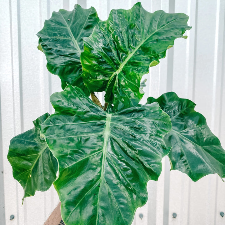 Alocasia 'Low Rider'