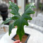 Alocasia nycteris 'Bat Wing' - beauté tropicale aux feuilles en forme d'ailes