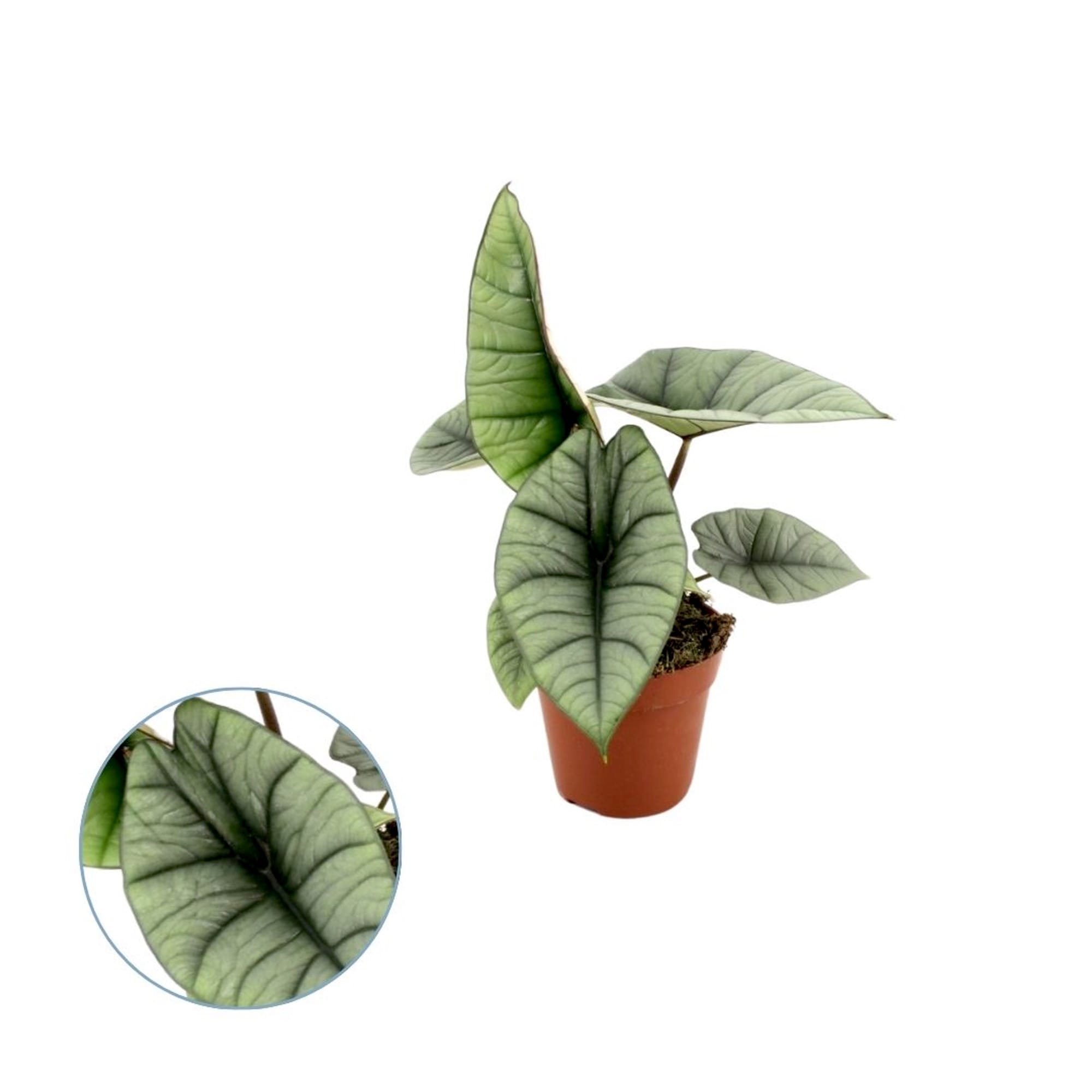 Alocasia 'Platinum' - varietate rara cu frunzis argintiu-metalizat