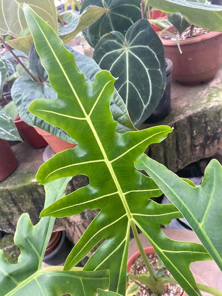 Alocasia portei 'Malaysian Monster'