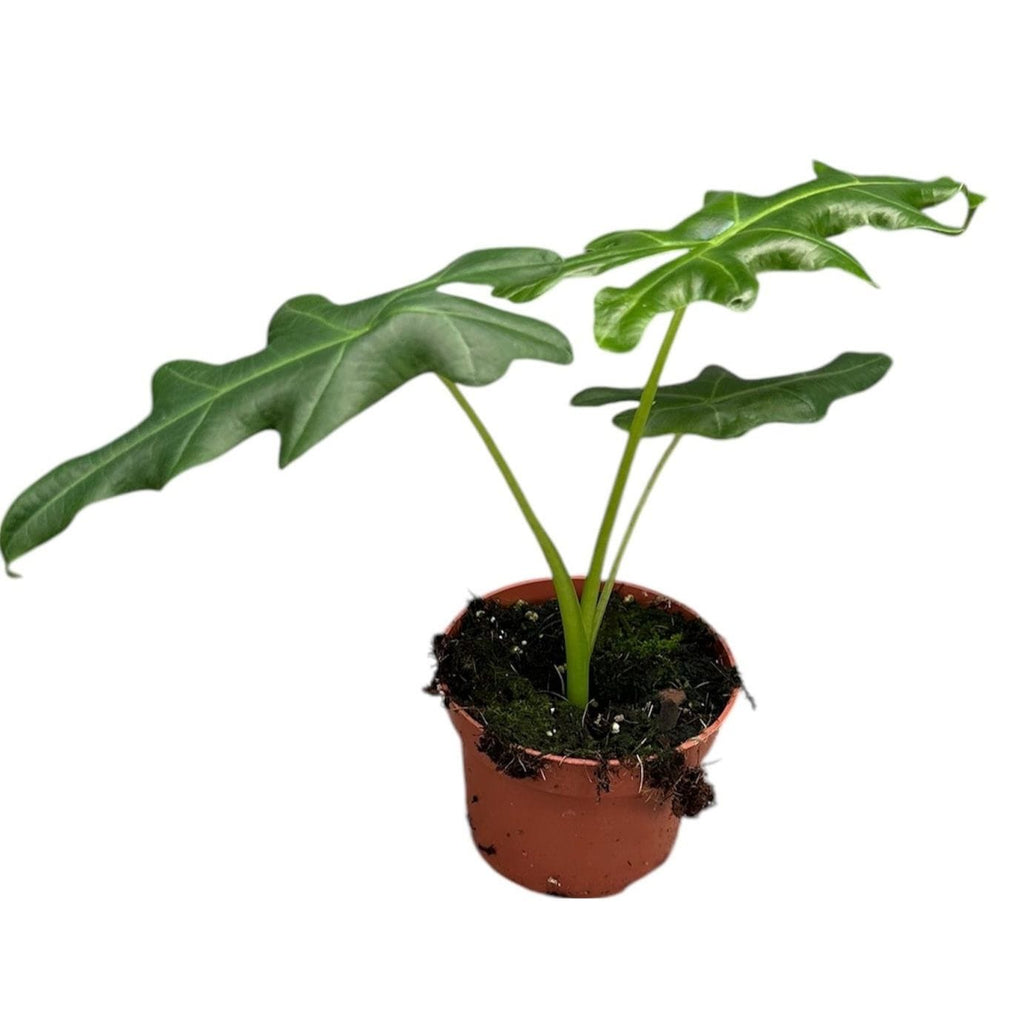 Alocasia portei (Malaysian Monster)