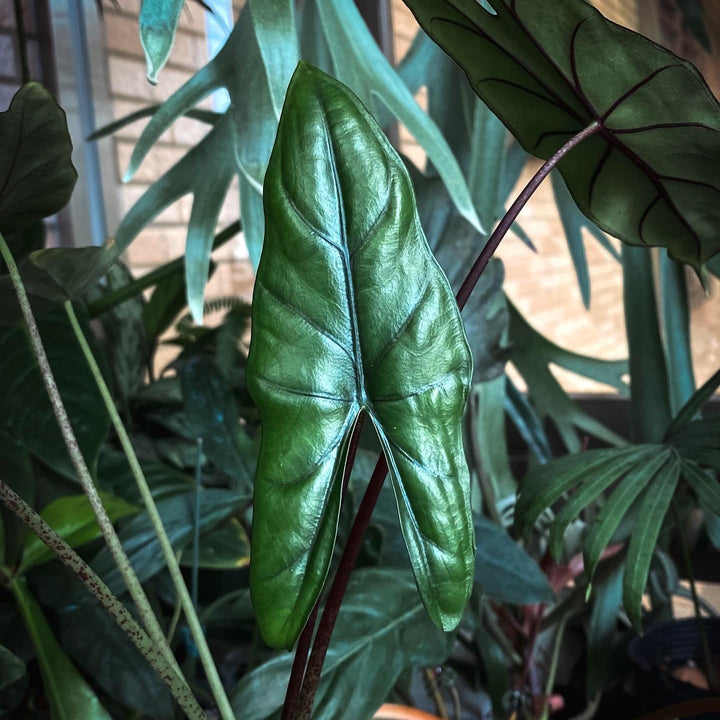 Alocasia Alocasia princeps 'Purple Cloak'