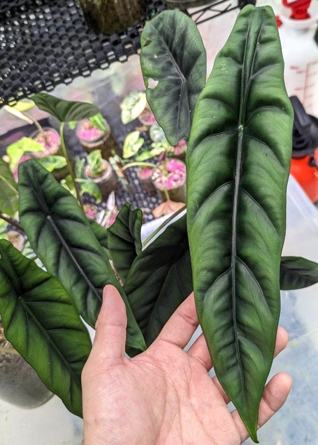 Alocasia venusta