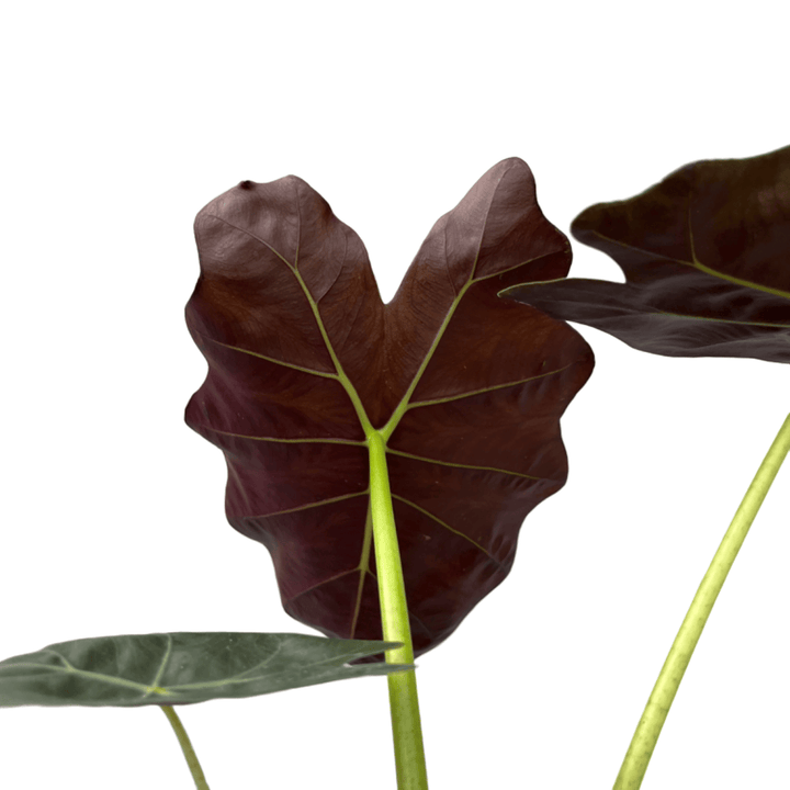 Alocasia 'Williams'