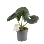 Alocasia Bisma Silver