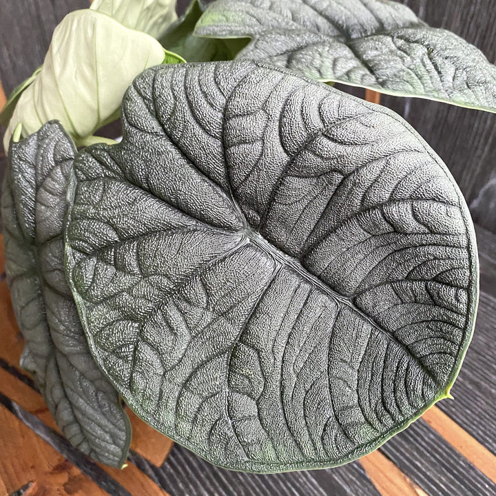 Alocasia Melo (Rugosa)