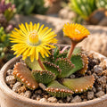 Aloinopsis malherbei - Sammlungs-Sukkulente mit strukturierten Blättern