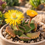 Aloinopsis malherbei - Sammlungs-Sukkulente mit strukturierten Blättern