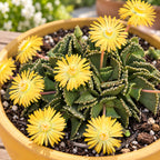 Aloinopsis malherbei - Sammlungs-Sukkulente mit strukturierten Blättern